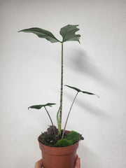 Alocasia Batwing