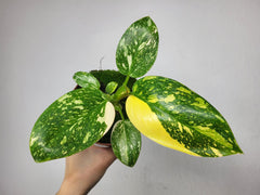 Philodendron Green Congo Variegata