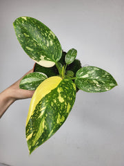 Philodendron Green Congo Variegata