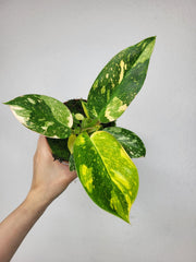 Philodendron Green Congo Variegata