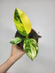 Philodendron Green Congo Variegata