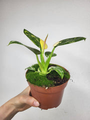 Philodendron Green Congo Variegata