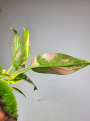 Philodendron Green Congo Variegata