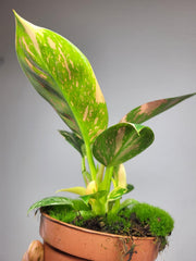 Philodendron Green Congo Variegata
