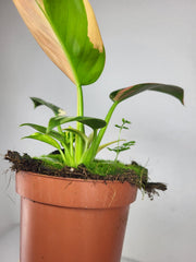 Philodendron Green Congo Variegata