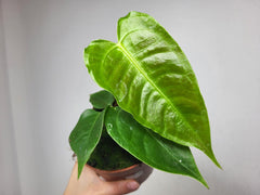 Anthurium Veitchii Baby