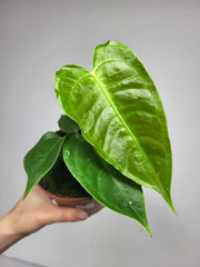 Anthurium Veitchii Baby