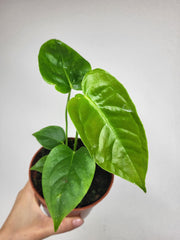 Anthurium Veitchii Baby