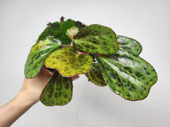Begonia Blancii Mottled