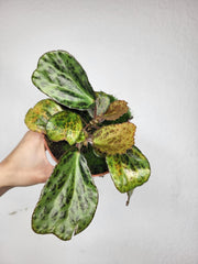 Begonia Blancii Mottled