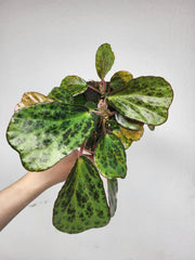 Begonia Blancii Mottled