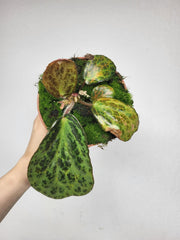 Begonia Blancii Mottled