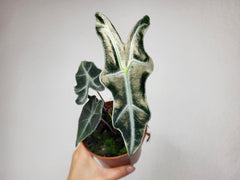 Alocasia Nobilis