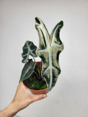 Alocasia Nobilis