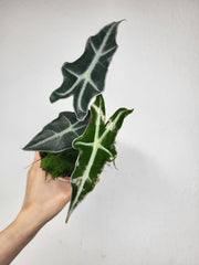 Alocasia Nobilis