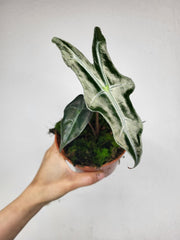 Alocasia Nobilis