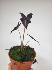 Alocasia Nobilis