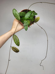 Hoya Sigillatis