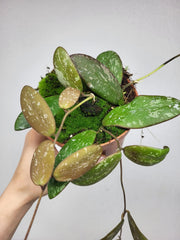 Hoya Sigillatis