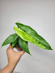 Alocasia Sulawesi Green Carpet Aurea