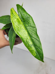 Alocasia Sulawesi Green Carpet Aurea