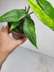 Alocasia Sulawesi Green Carpet Aurea