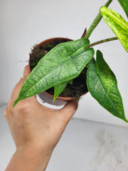 Alocasia Sulawesi Green Carpet Aurea