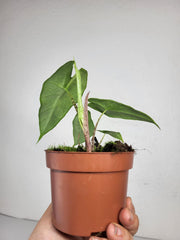 Alocasia Sulawesi Green Carpet Aurea