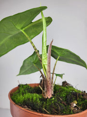 Alocasia Sulawesi Green Carpet Aurea