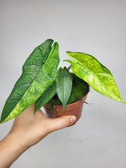 Alocasia Sulawesi Green Carpet Aurea