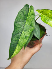 Alocasia Sulawesi Green Carpet Aurea
