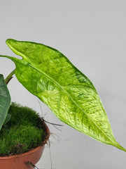 Alocasia Sulawesi Green Carpet Aurea