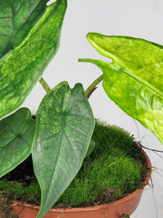 Alocasia Sulawesi Green Carpet Aurea