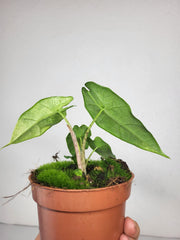 Alocasia Sulawesi Green Carpet Aurea