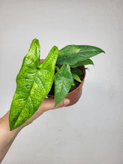Alocasia Sulawesi Green Carpet Aurea