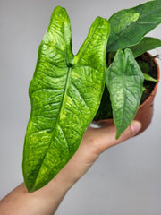 Alocasia Sulawesi Green Carpet Aurea