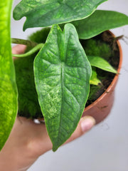 Alocasia Sulawesi Green Carpet Aurea
