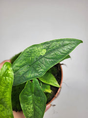 Alocasia Sulawesi Green Carpet Aurea