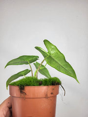Alocasia Sulawesi Green Carpet Aurea