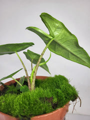 Alocasia Sulawesi Green Carpet Aurea