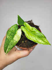 Alocasia Sulawesi Green Carpet Aurea