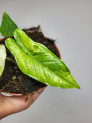Alocasia Sulawesi Green Carpet Aurea