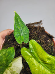 Alocasia Sulawesi Green Carpet Aurea