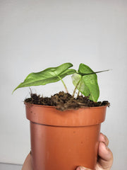 Alocasia Sulawesi Green Carpet Aurea