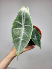 Alocasia Longiloba Silver