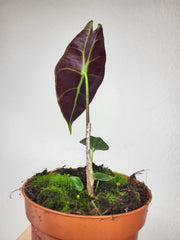 Alocasia Longiloba Silver