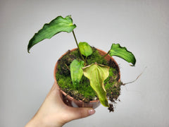 Anthurium Papillilaminum x Dressleri Mutation