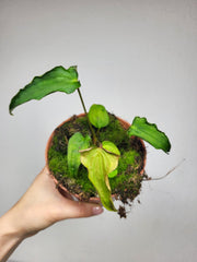 Anthurium Papillilaminum x Dressleri Mutation