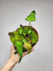 Anthurium Papillilaminum x Dressleri Mutation