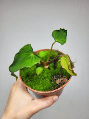 Anthurium Papillilaminum x Dressleri Mutation